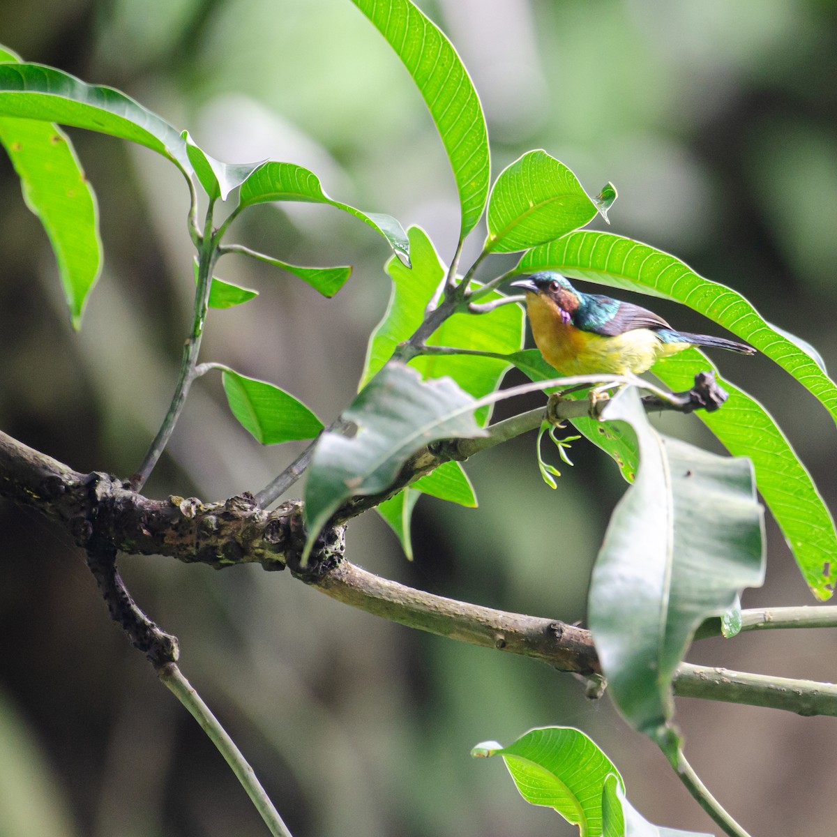 Ruby-cheeked Sunbird - ML638215224