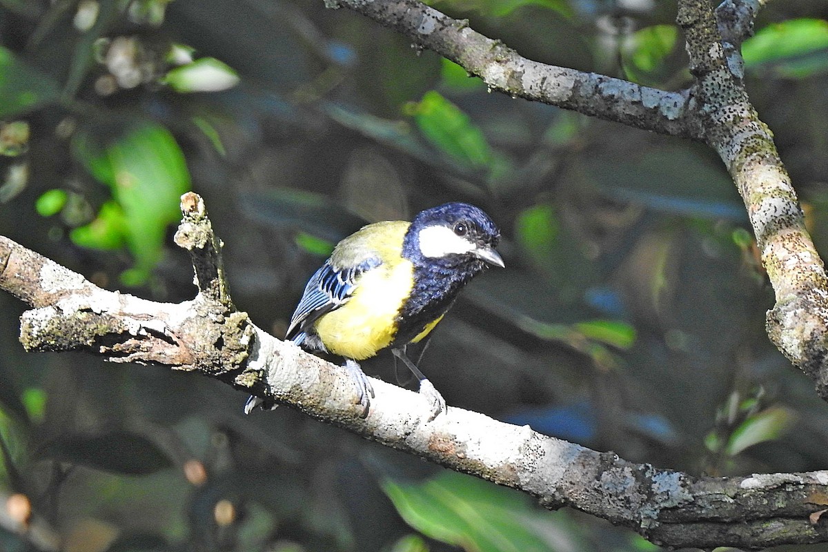 Green-backed Tit - ML638215233
