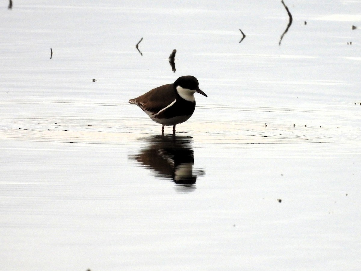 Red-kneed Dotterel - ML638215245