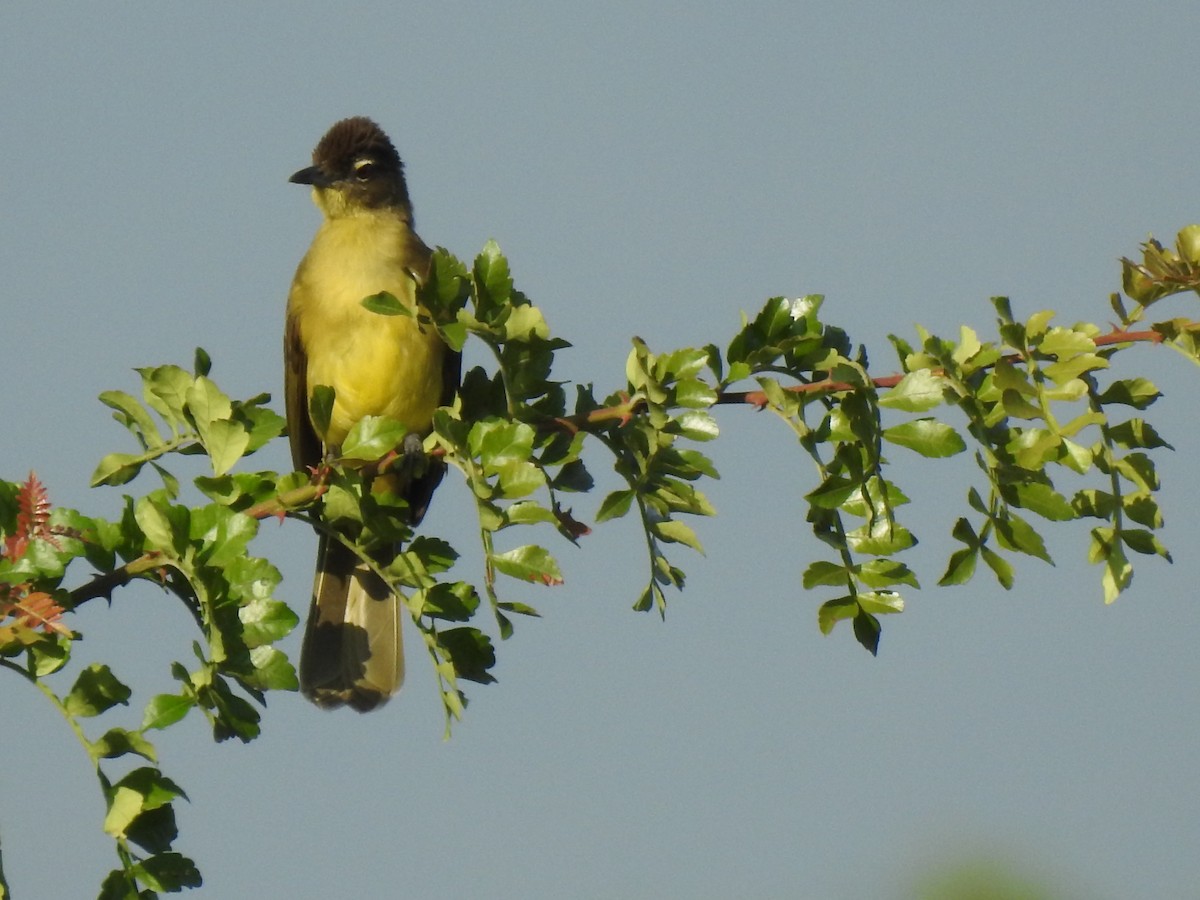 Yellow-bellied Greenbul - ML638215247