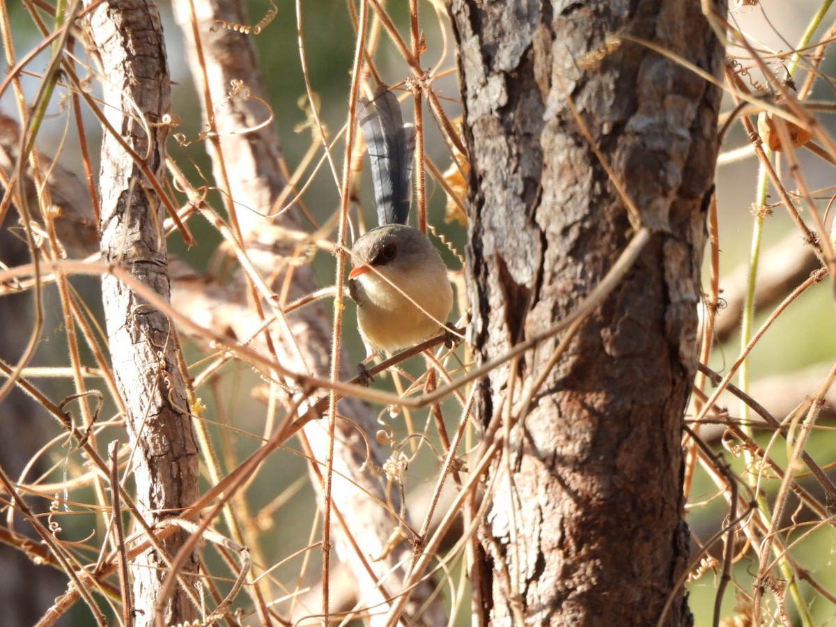 Purple-backed Fairywren - ML638215248