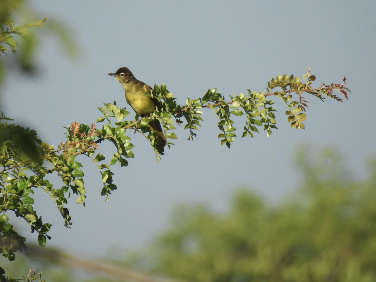 Yellow-bellied Greenbul - ML638215255