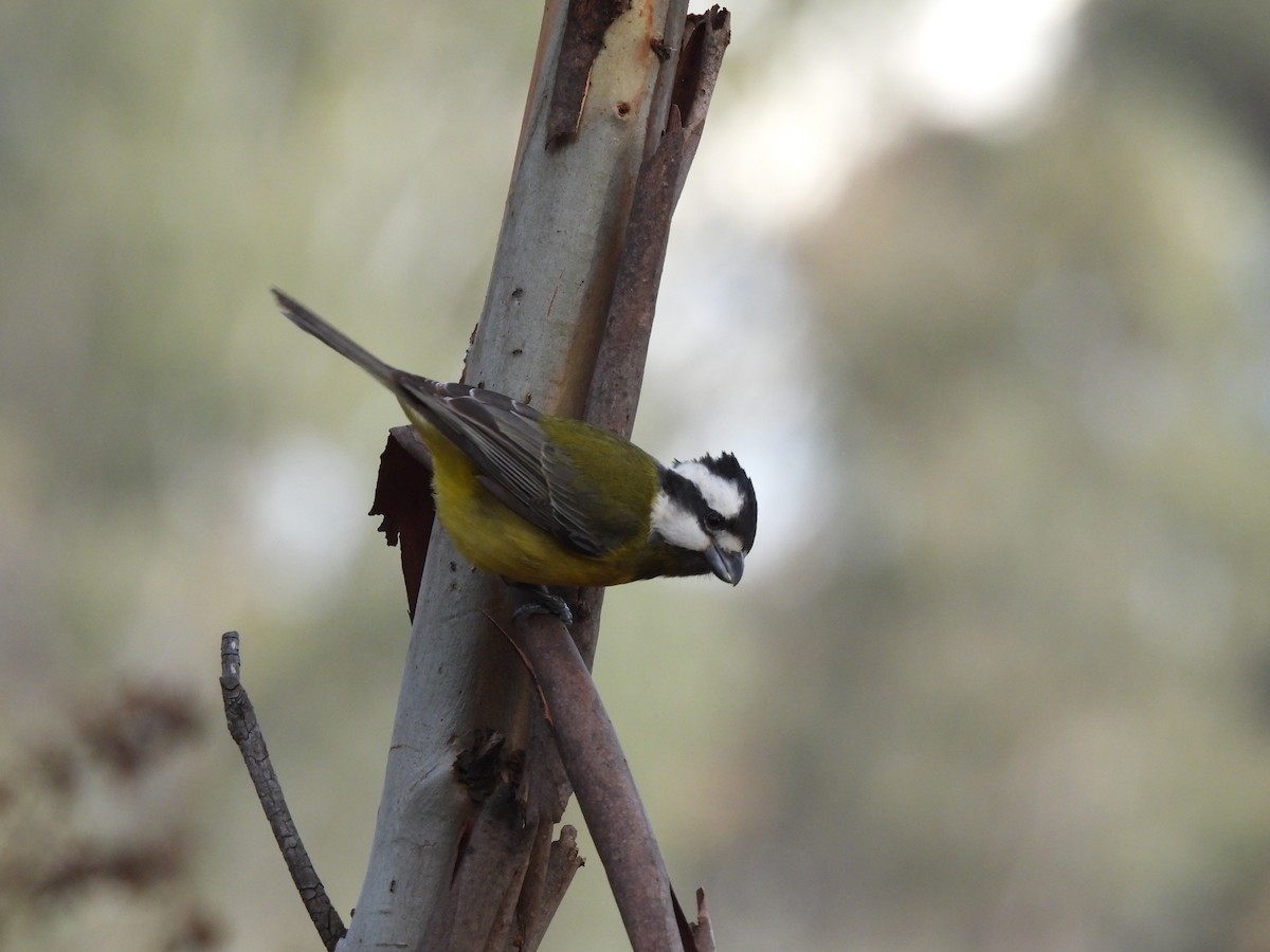 Eastern Shrike-tit - ML638215266