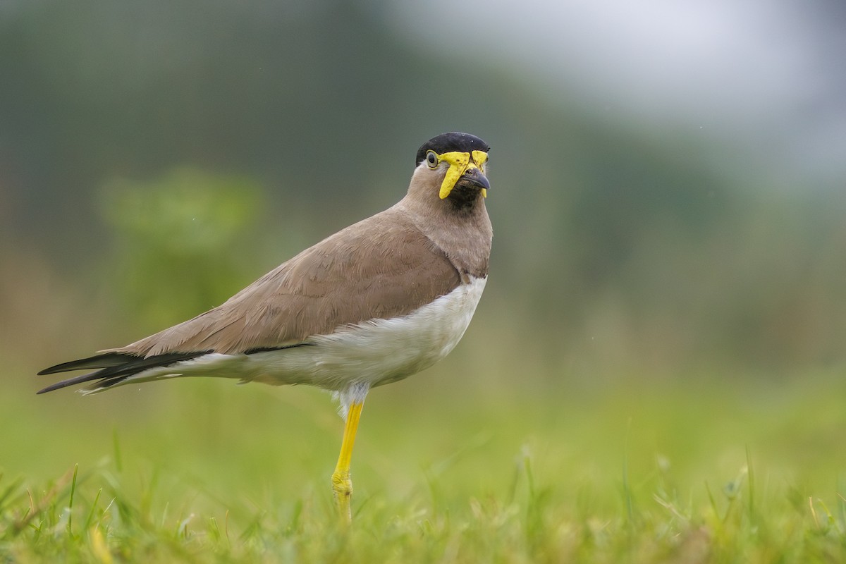 Yellow-wattled Lapwing - ML638215279