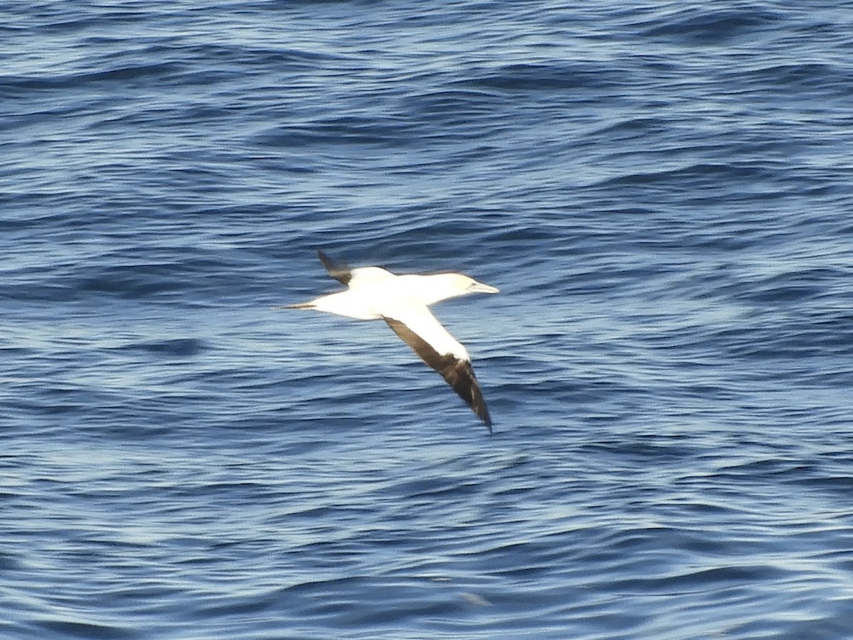 Australasian Gannet - ML638215284