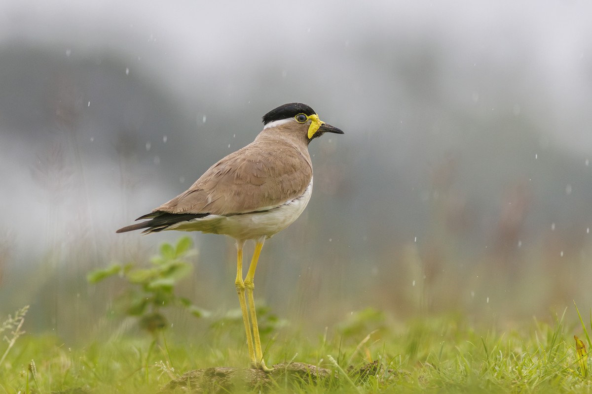 Yellow-wattled Lapwing - ML638215291