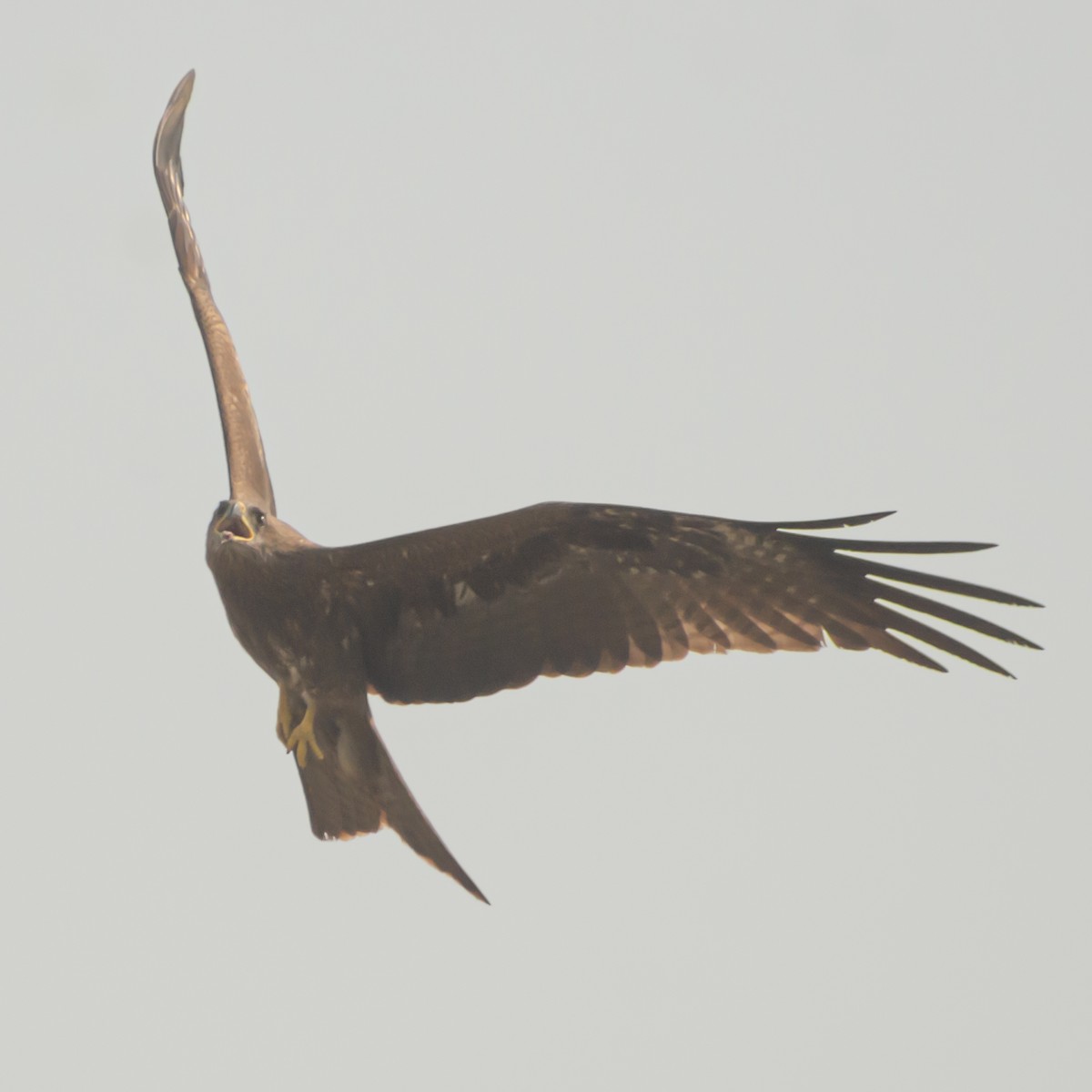 Black Kite (Black) - ML638215293