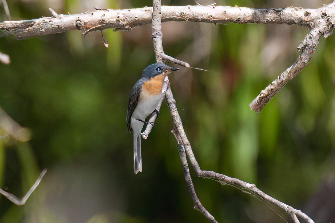 Leaden Flycatcher - ML638215295