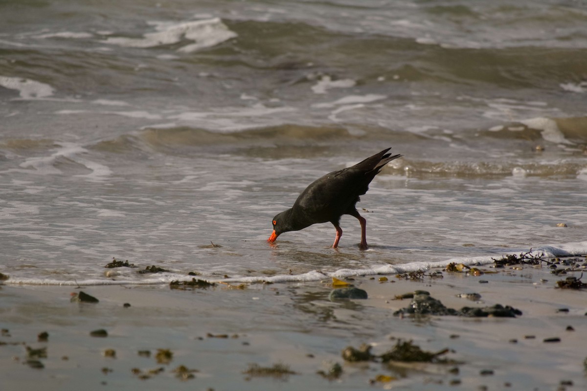 Sooty Oystercatcher - ML638215302