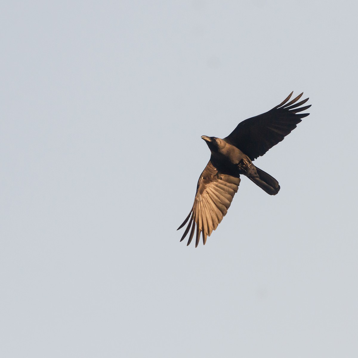 House Crow - ML638215313