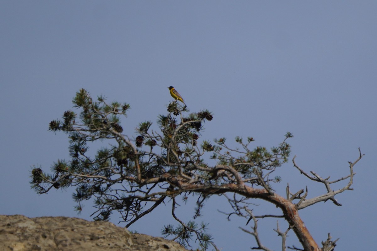 Black-headed Bunting - ML638215318