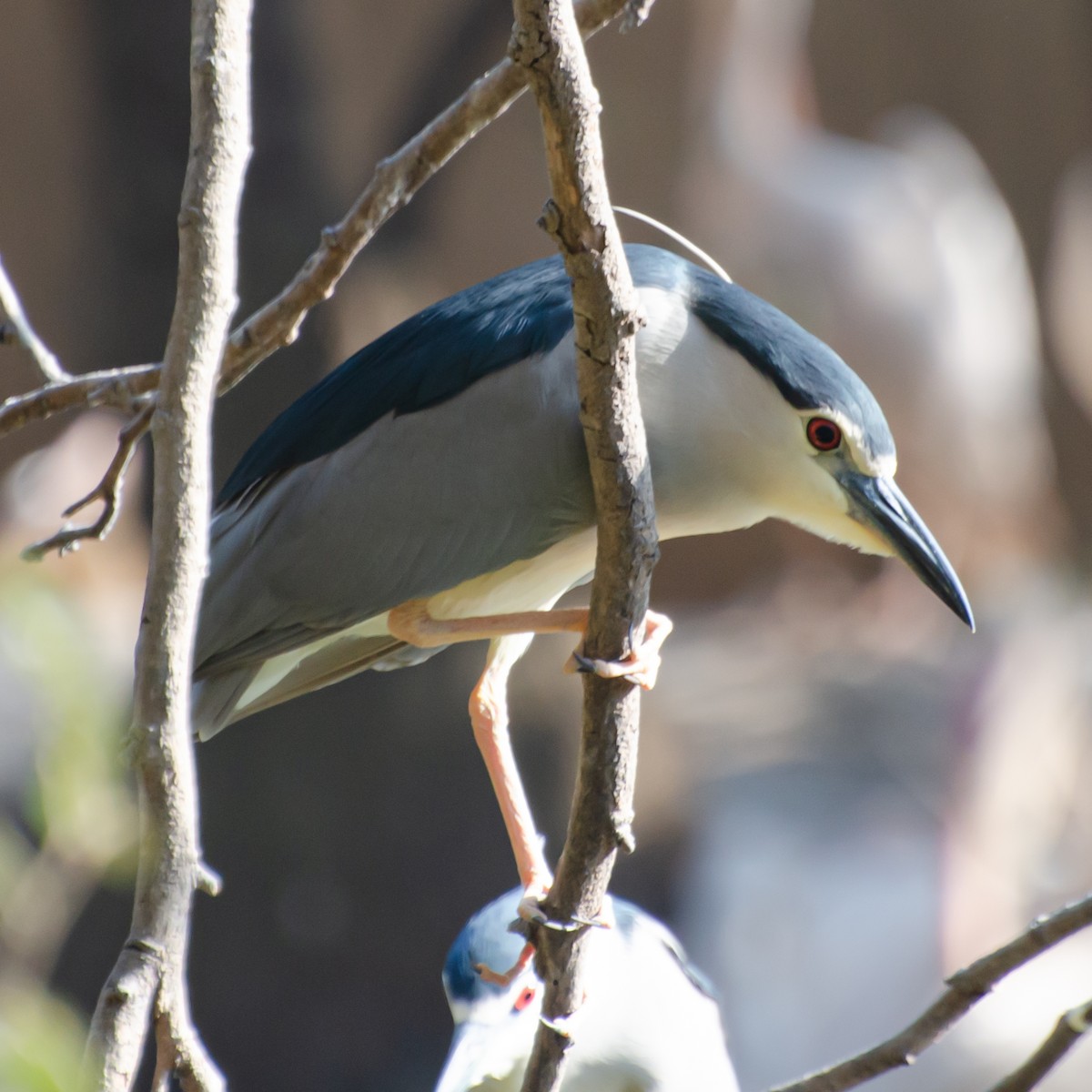 Ногоовор зашин - ML638215319