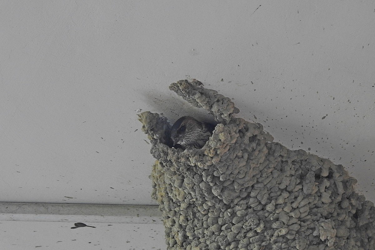 Eastern Red-rumped Swallow (Striated) - ML638215337