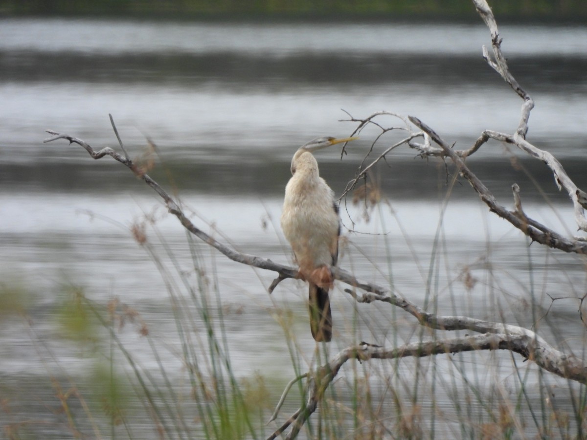 Anhinga d'Australie - ML638215345