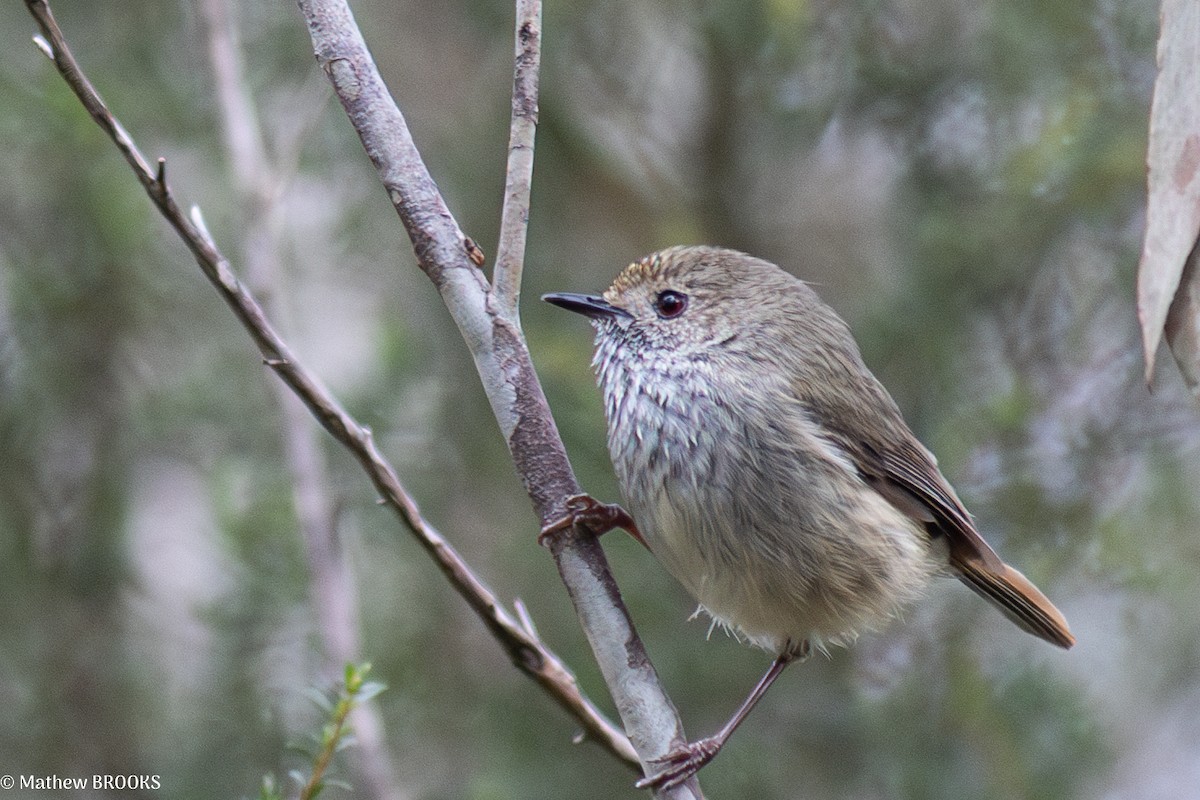 Brown Thornbill - ML638215352