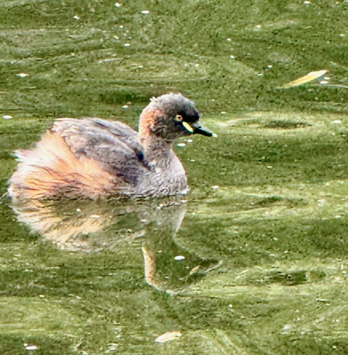 potápka australasijská - ML638215368