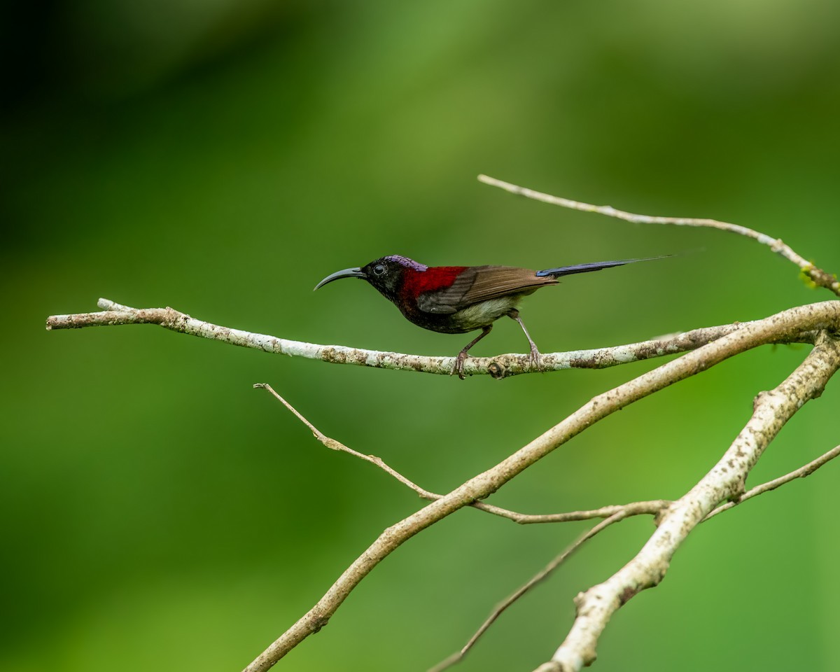 Schwarzkehl-Nektarvogel - ML638215369