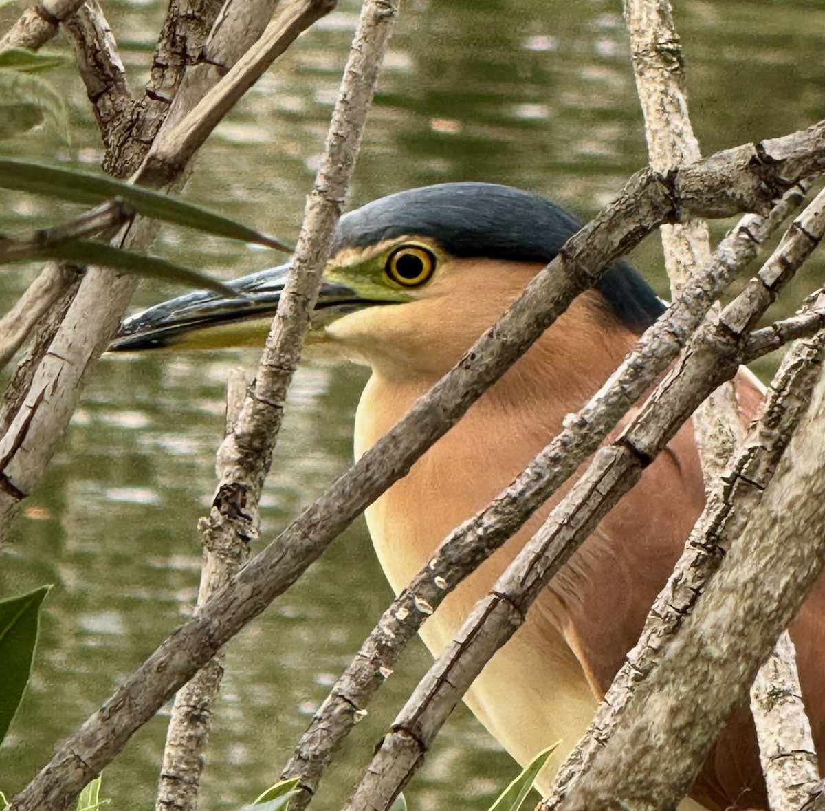 Nankeen Night Heron - ML638215374