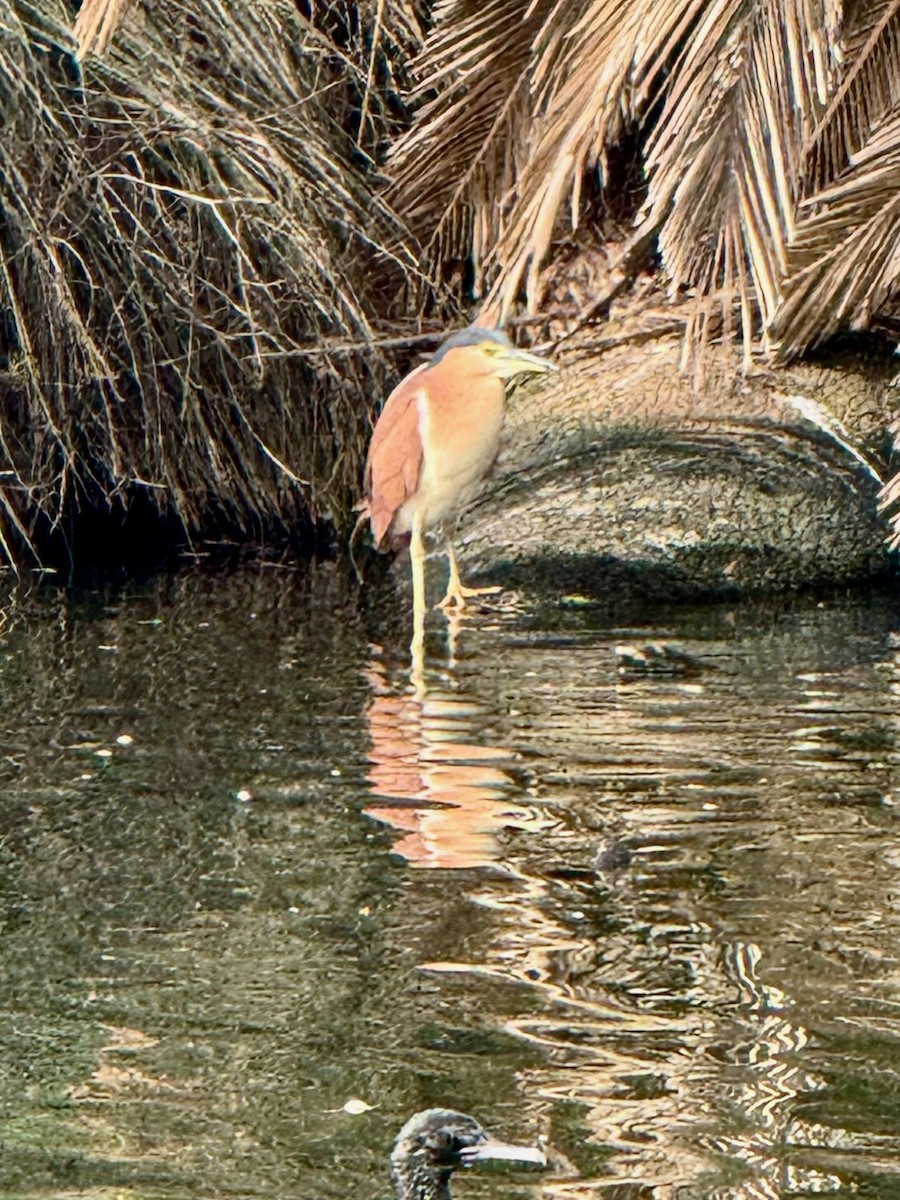 Nankeen Night Heron - ML638215376