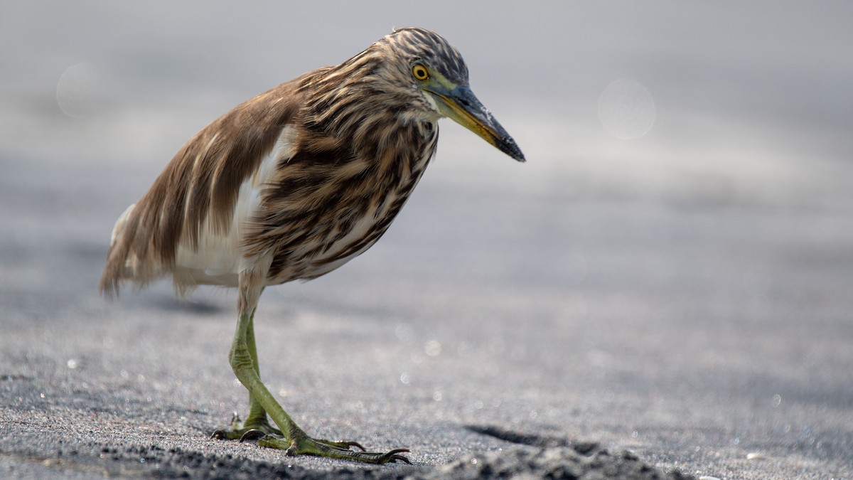 Indian Pond-Heron - ML638215377