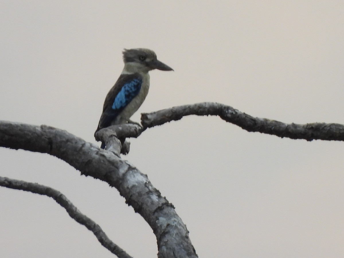 Blue-winged Kookaburra - ML638215379