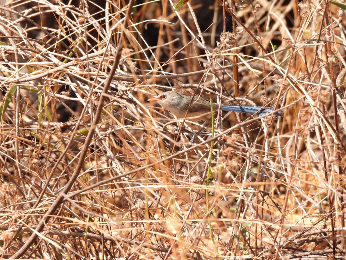 Purple-backed Fairywren - ML638215382