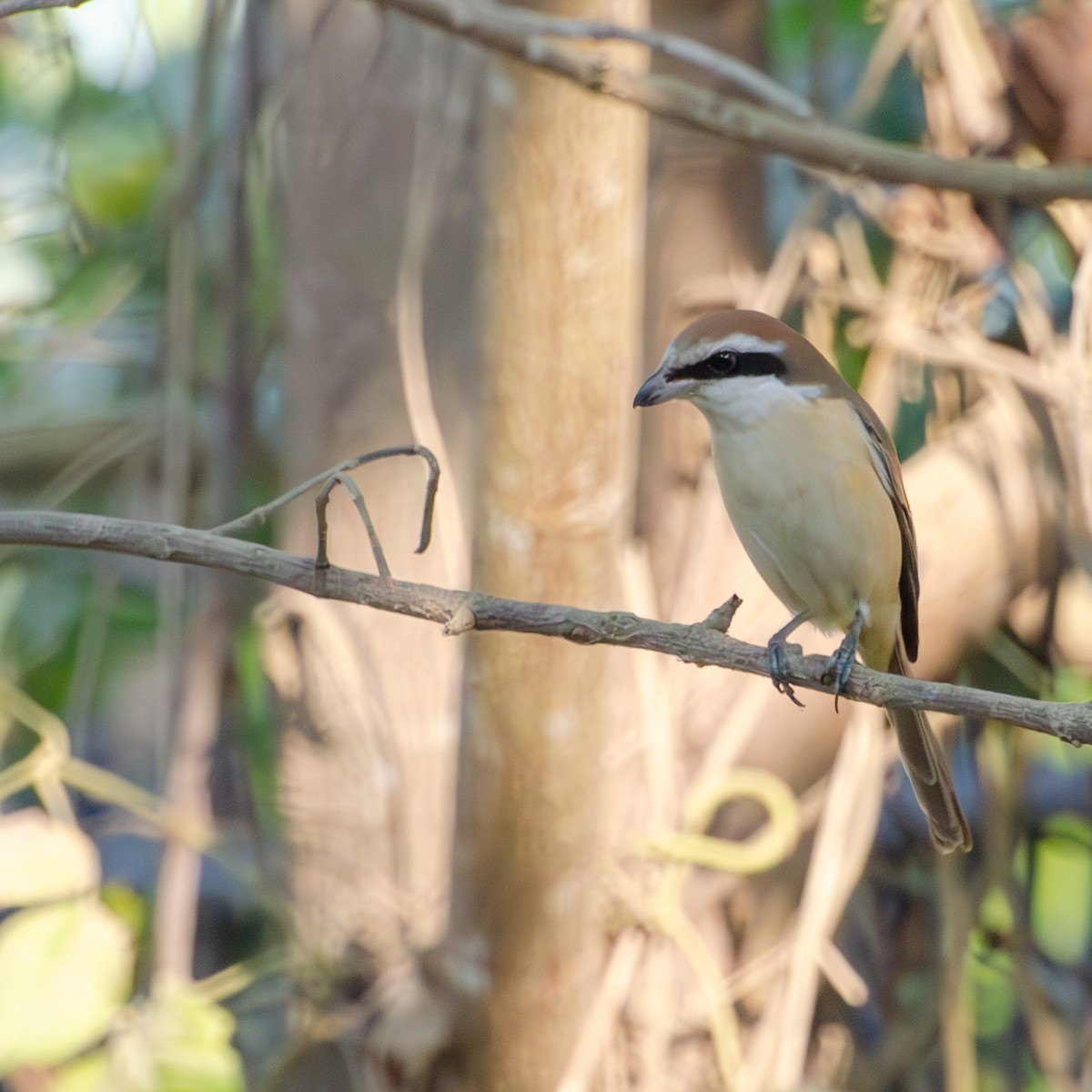 Brown Shrike - ML638215386