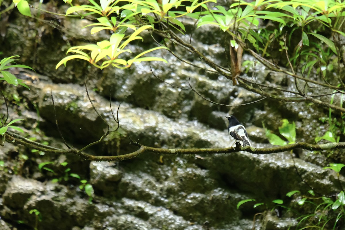 Little Forktail - ML638215388