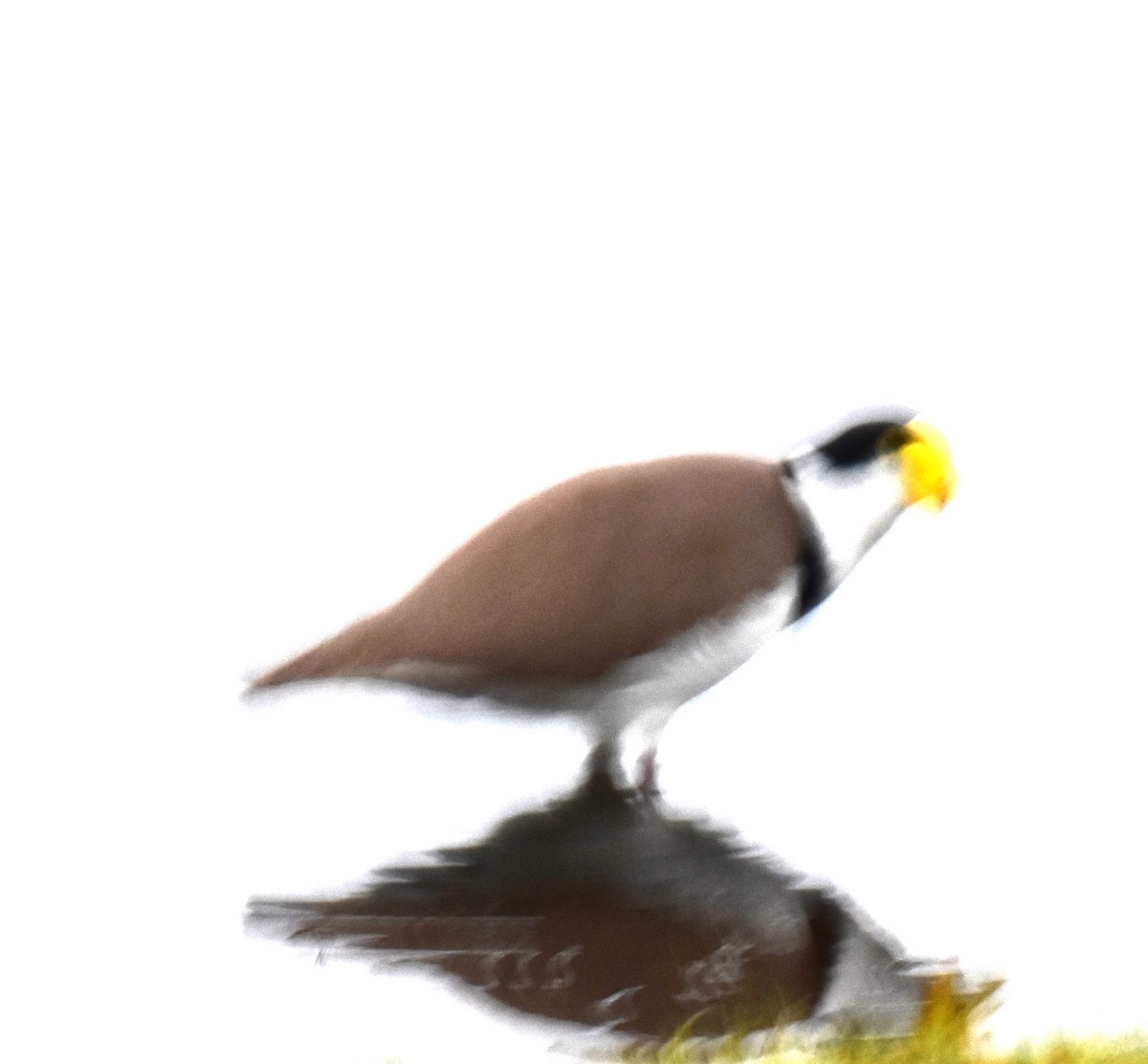 Masked Lapwing - ML638215390