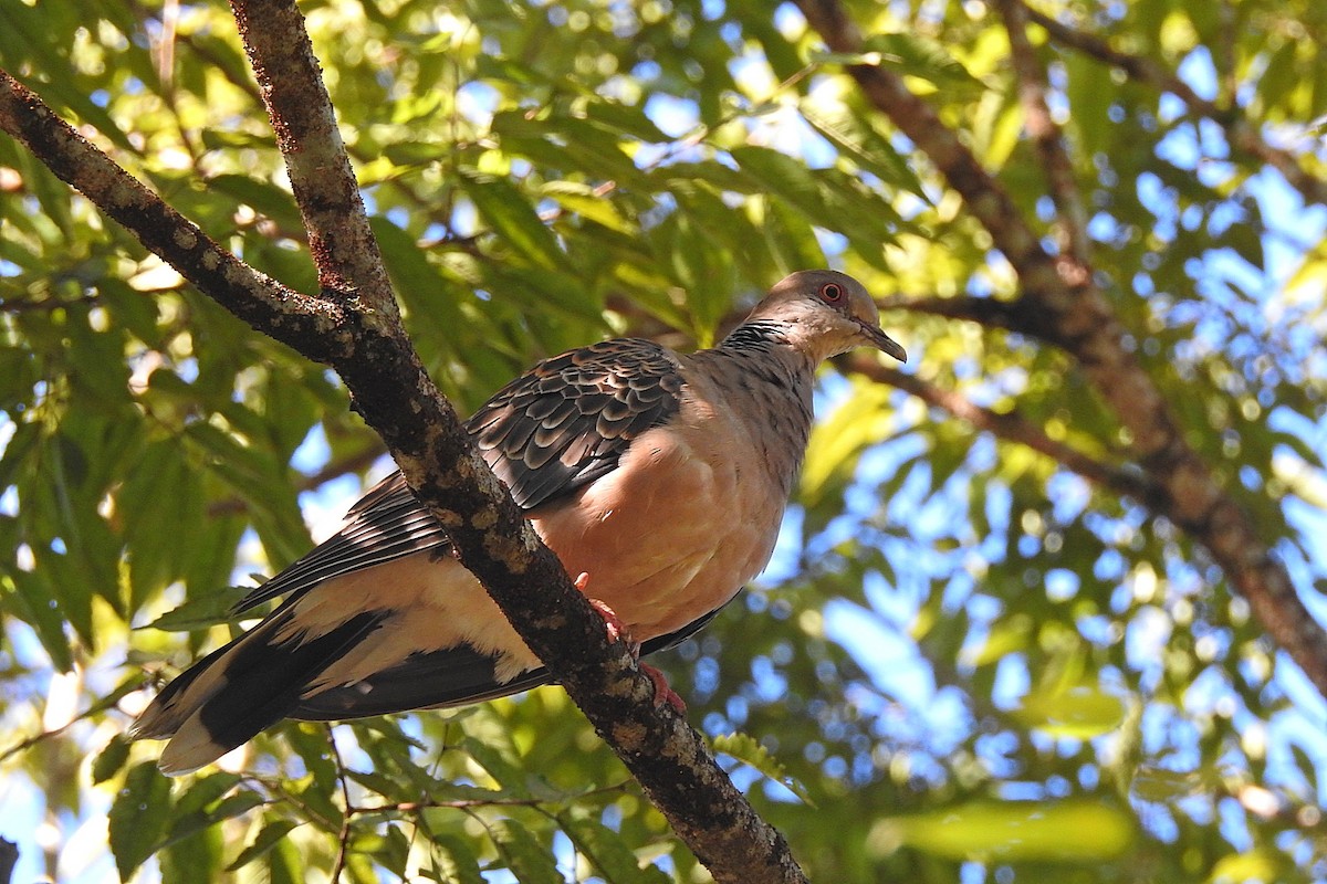 Oriental Turtle-Dove - ML638215391