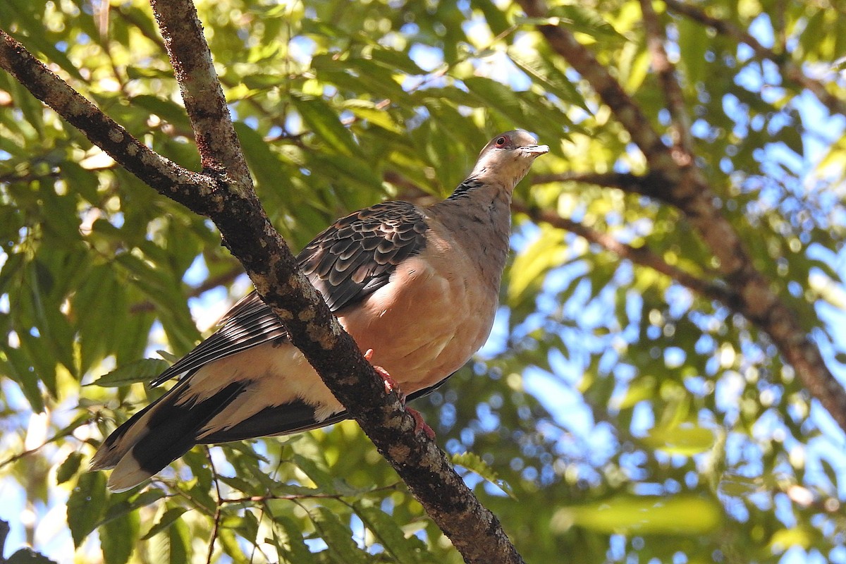 Oriental Turtle-Dove - ML638215392