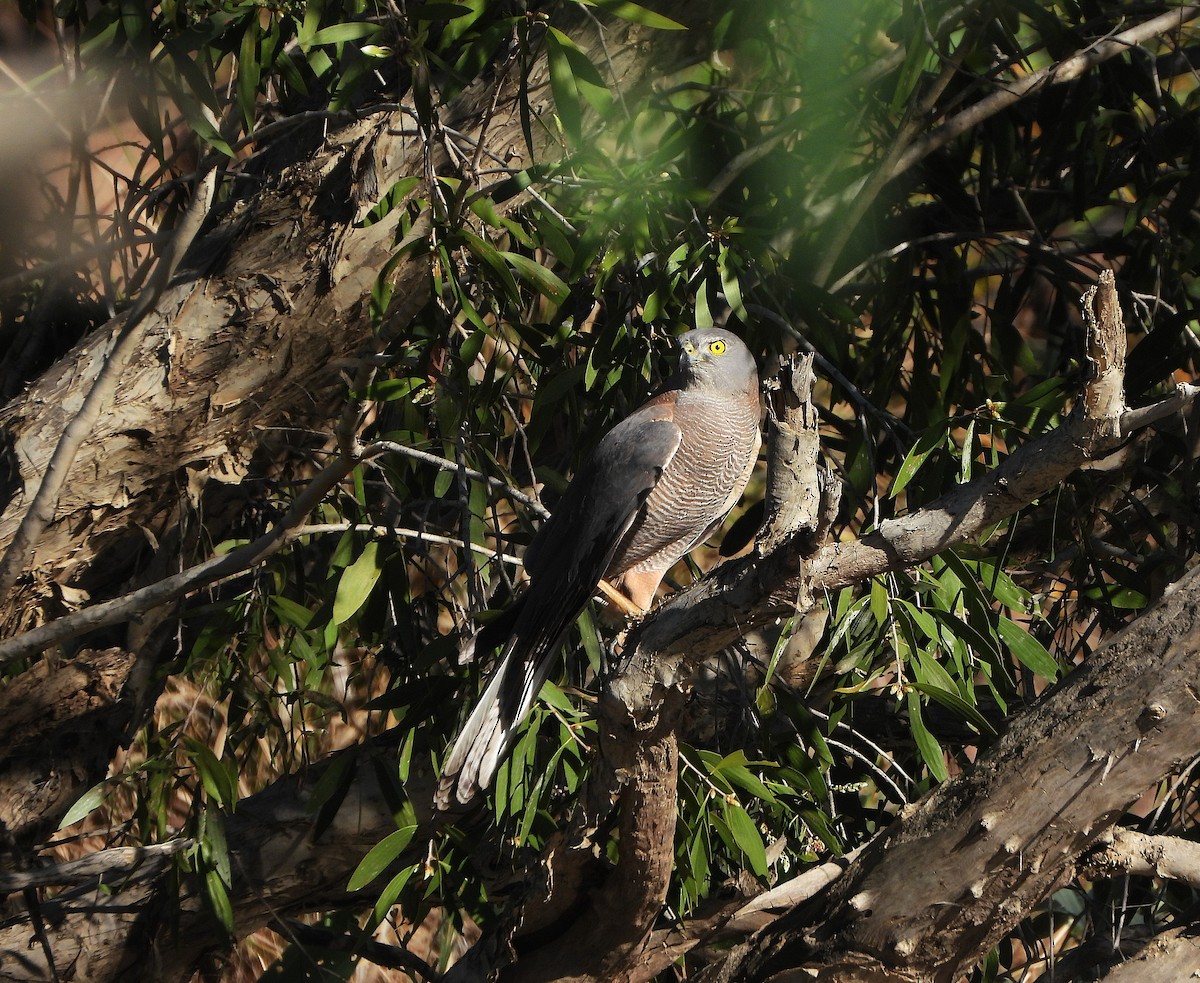 Collared Sparrowhawk - ML638215394