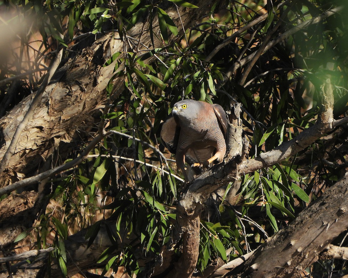 Collared Sparrowhawk - ML638215397