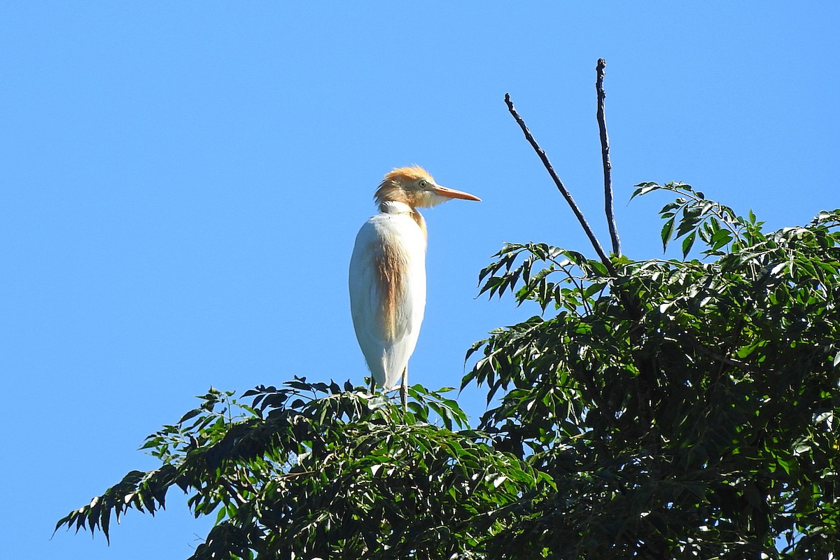 Eastern Cattle-Egret - ML638215400