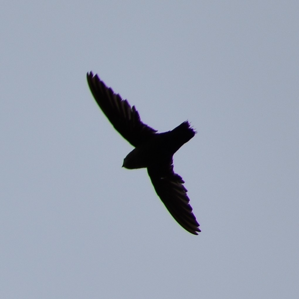 Vaux's Swift - ML638215403