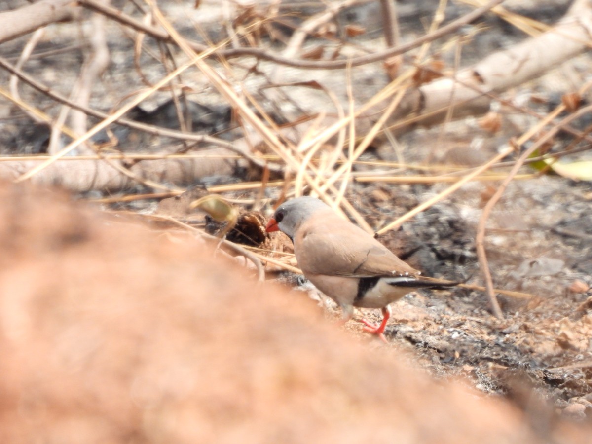 Long-tailed Finch - ML638215416