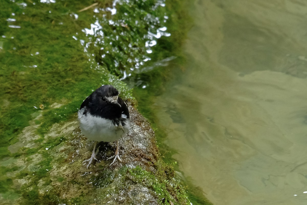 Little Forktail - ML638215419