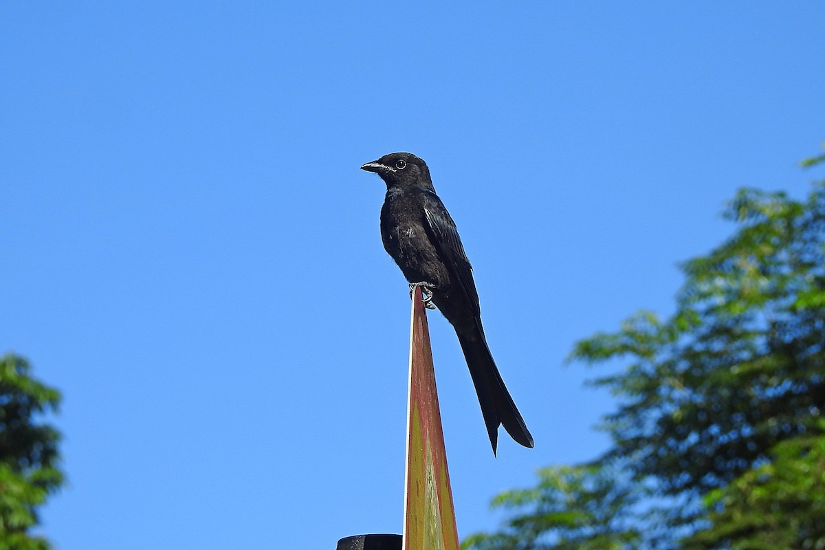 Black Drongo - ML638215421