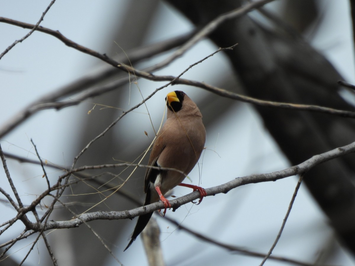 Masked Finch - ML638215423