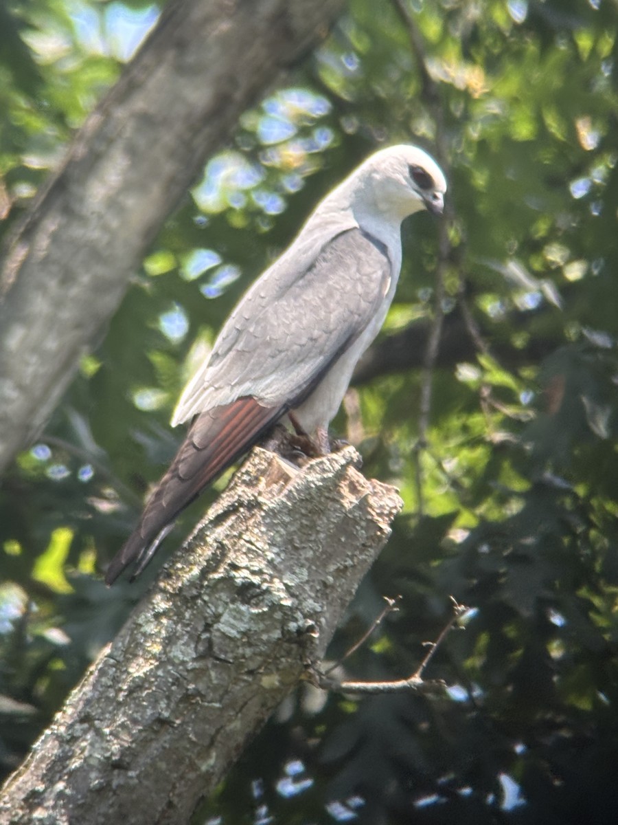 Mississippi Kite - ML638215424