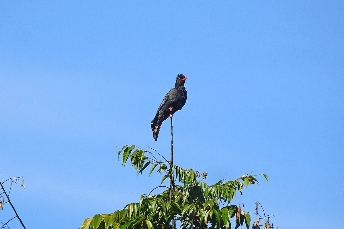 Black Bulbul (Gray-winged) - ML638215431