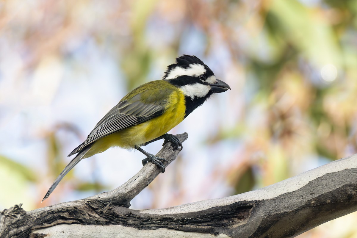 Eastern Shrike-tit - ML638215435