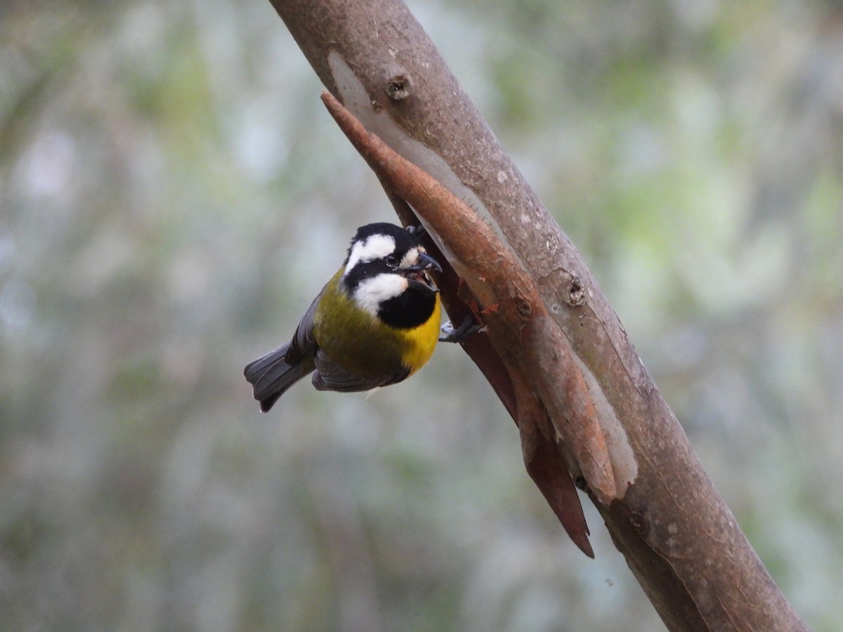 Eastern Shrike-tit - ML638215440