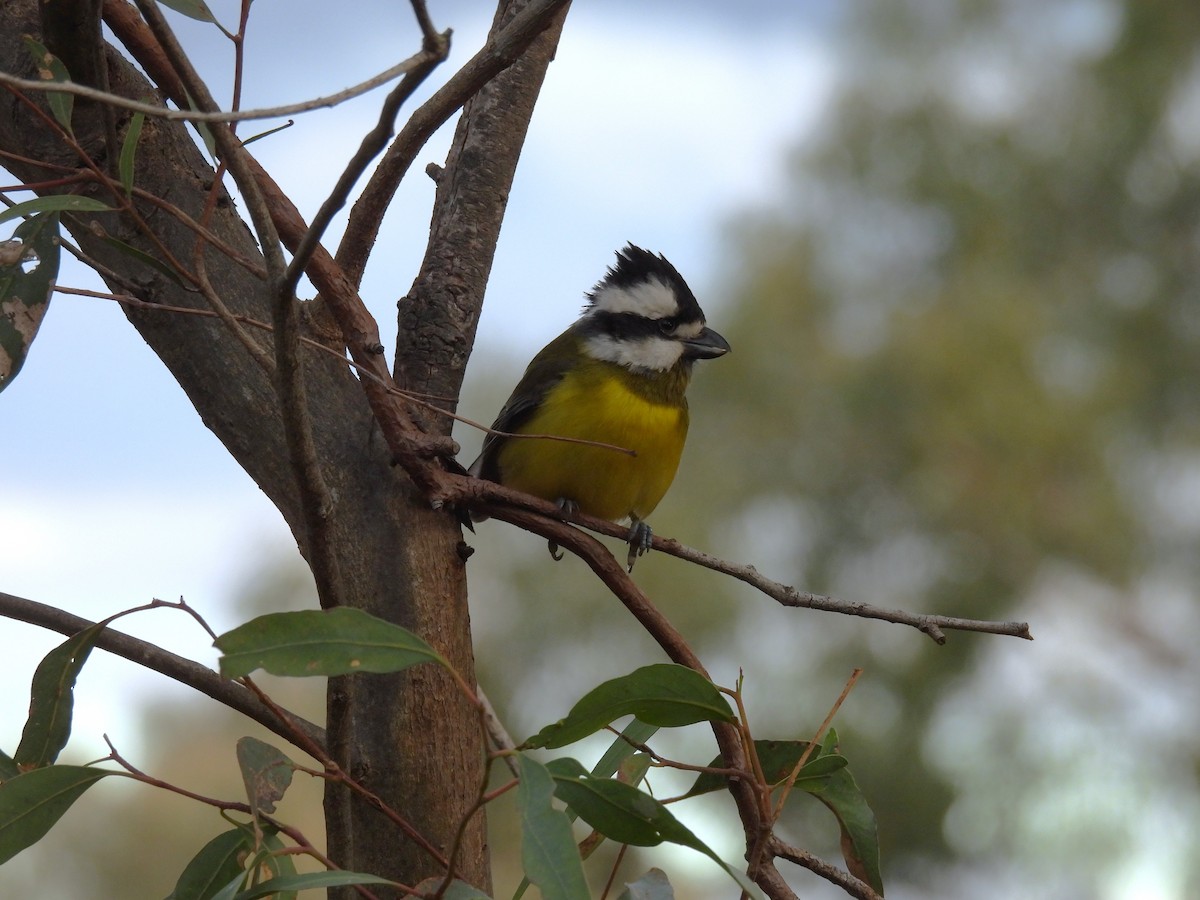 Eastern Shrike-tit - ML638215446