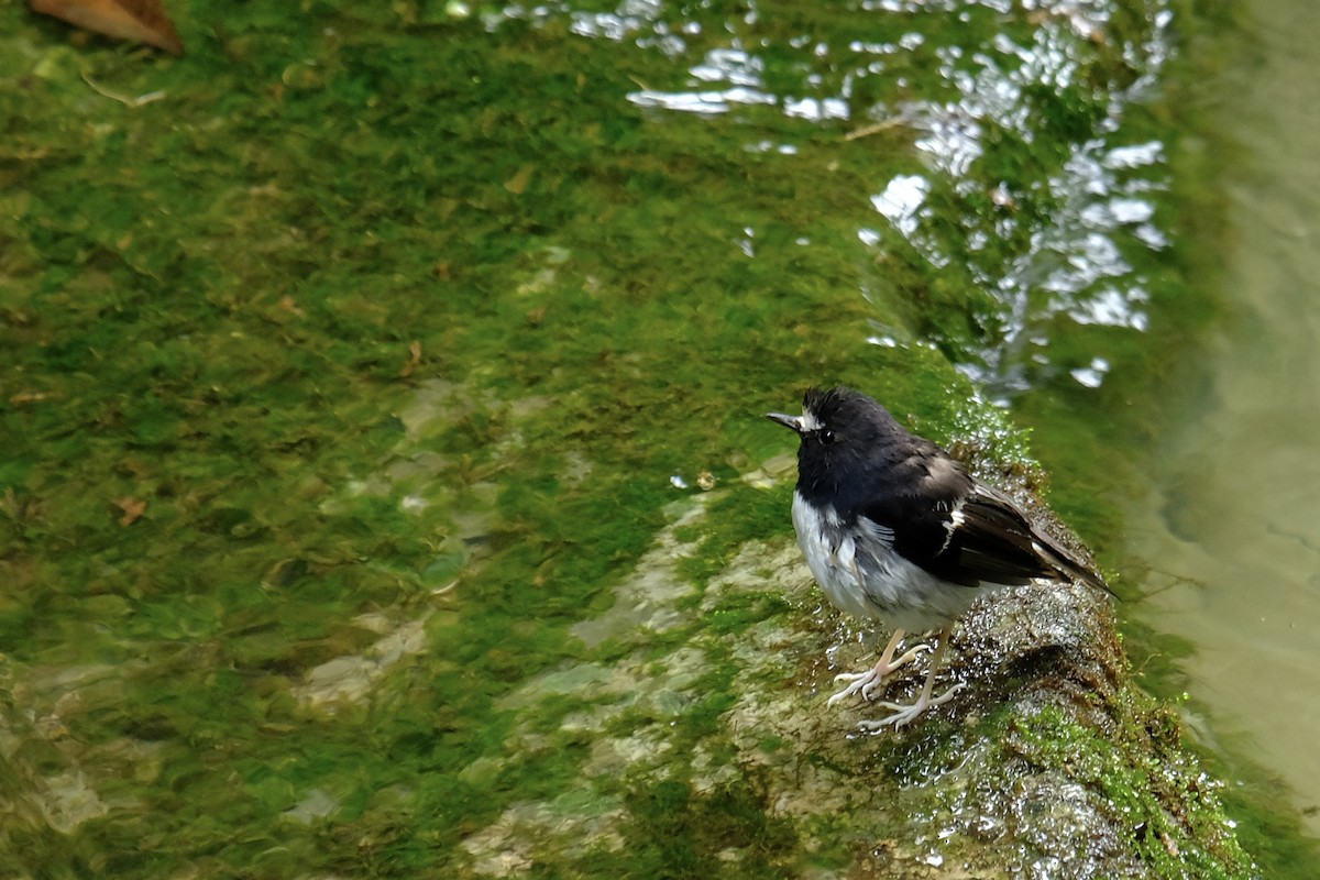 Little Forktail - ML638215458