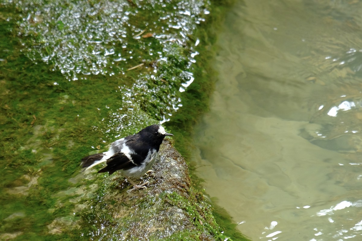 Little Forktail - ML638215483