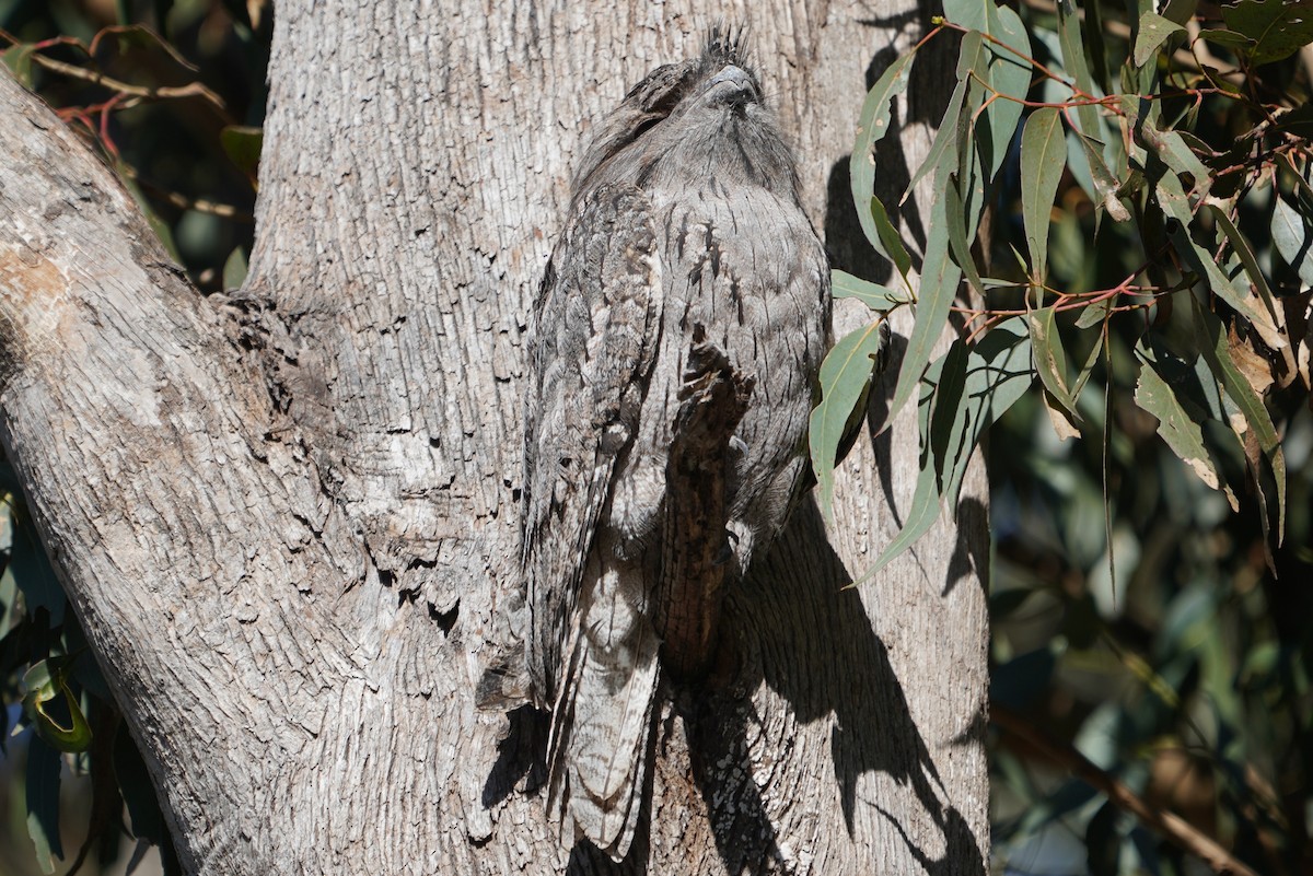 Tawny Frogmouth - ML638215485