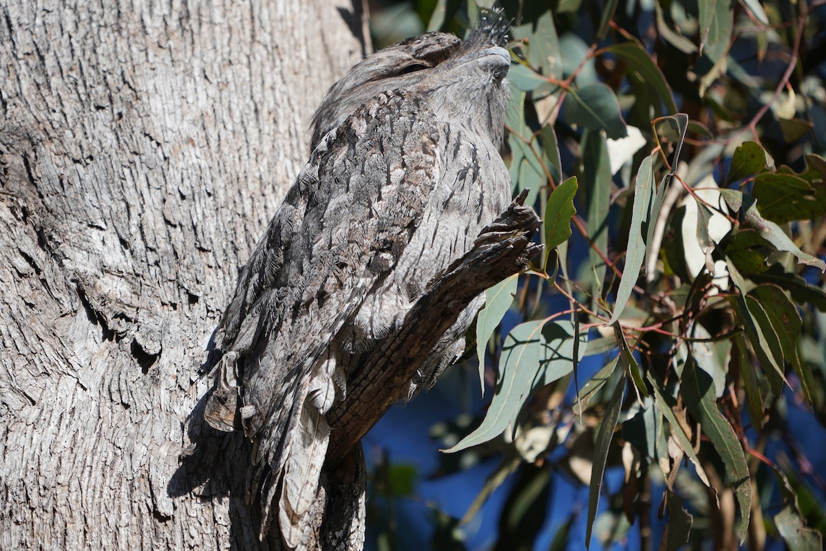 Tawny Frogmouth - ML638215486