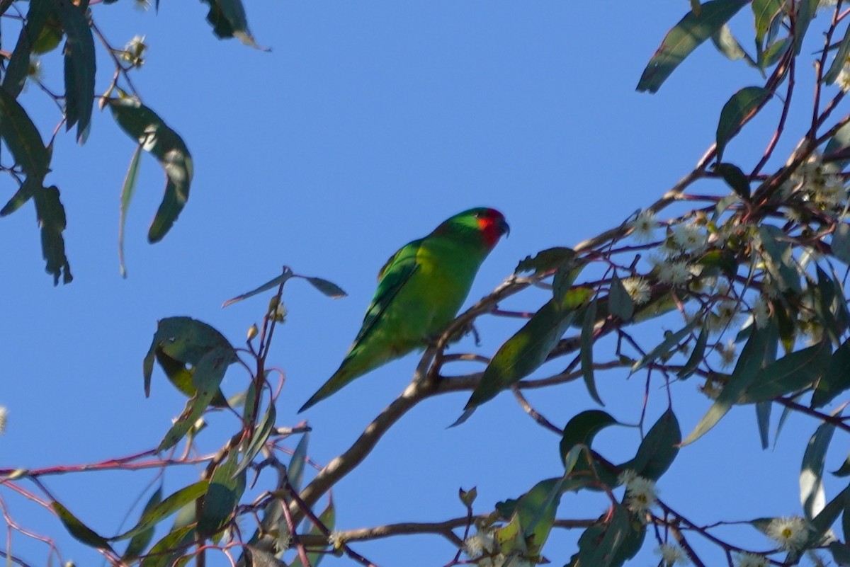 Little Lorikeet - ML638215487