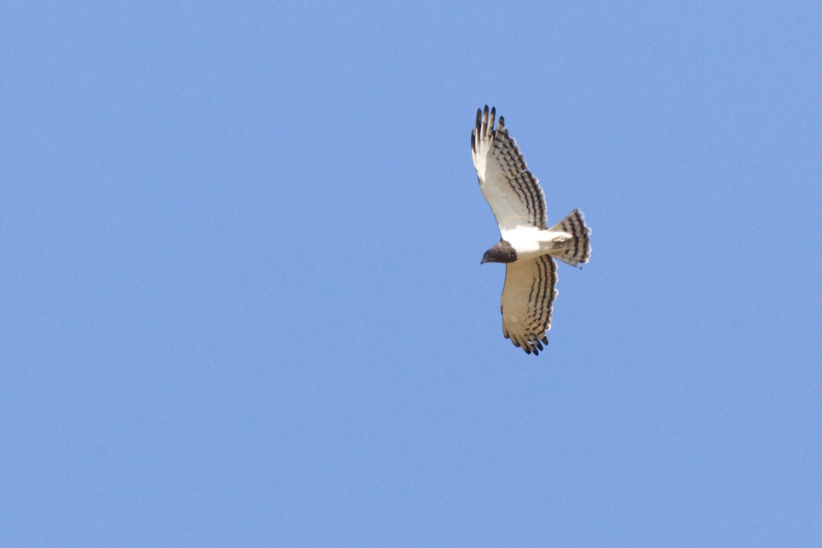 Black-chested Snake-Eagle - ML638215491